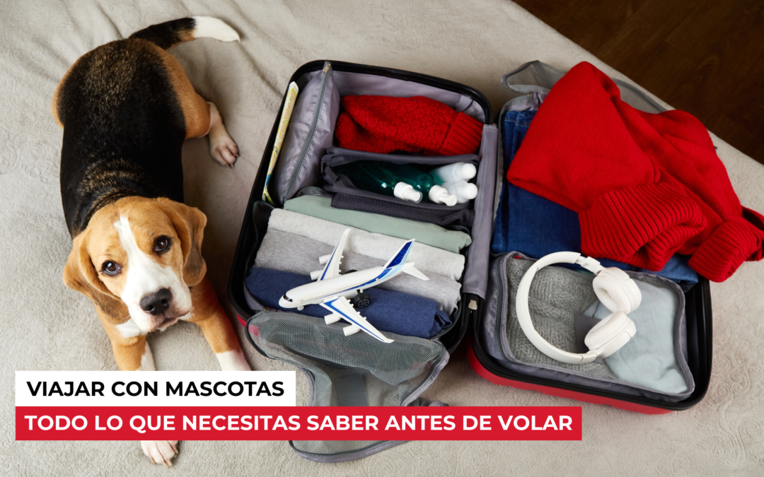 Viajar con mascotas: todo lo que necesitas saber antes de volar